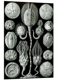 Foam board print Cystoids, Cystoidea (Art Forms in Nature, 1899)