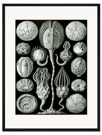 Gerahmter Kunstdruck Beutelstrahler, Cystoidea (Kunstformen der Natur, 1899)
