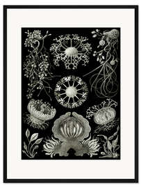 Gerahmter Kunstdruck Schlauchpilze, Ascomycetes (Kunstformen der Natur, 1899)