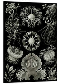 Magnettafel Schlauchpilze, Ascomycetes (Kunstformen der Natur, 1899)