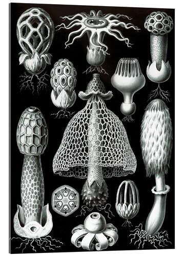 Akryylilasitaulu Kantasienet, Basidiomycetes (Art Forms in Nature, 1899)