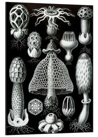 Aluminium print Basidiomyceten, Basidiomycetes  (Kunstvormen der natuur, 1899)