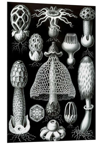 Tableau en PVC Basidiomycetes (Formes artistiques de la nature, 1899)