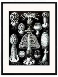 Gerahmter Kunstdruck Ständerpilze, Basidiomycetes (Kunstformen der Natur, 1899)