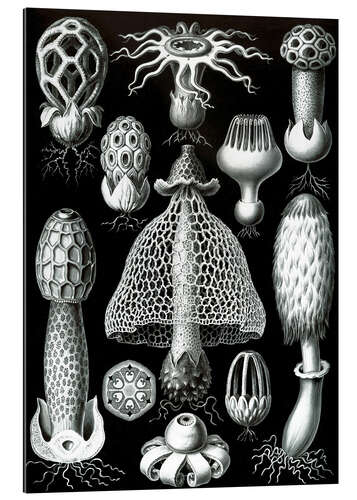 Quadro em plexi-alumínio Basidiomycetes (Formas de arte da natureza, 1899)