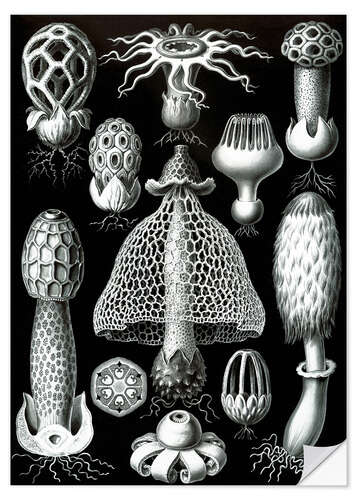 Selvklebende plakat Stilksporesopper, Basidiomycetes (Naturens kunstformer, 1899)