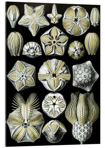 Stampa su vetro acrilico Boccioli di mare, Blastoidea (Le forme d'arte della natura, 1899)