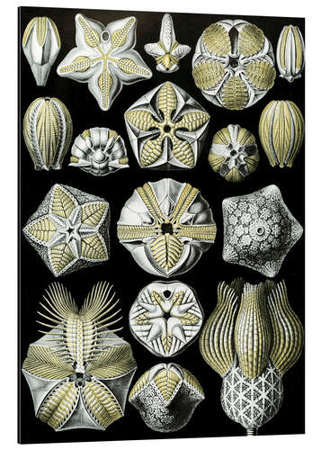 Tableau en aluminium Blastoïdes, Blastoidea (Formes artistiques de la nature, 1899)