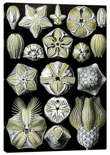 Tableau sur toile Blastoïdes, Blastoidea (Formes artistiques de la nature, 1899)