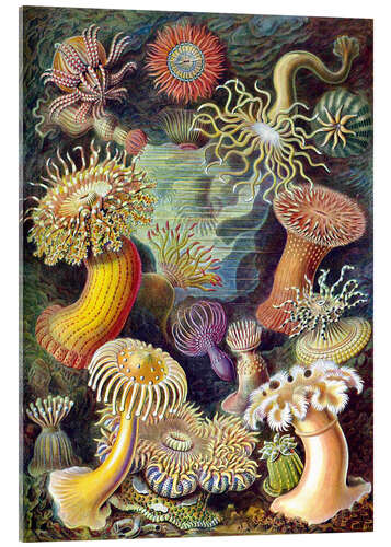 Acrylglasbild Seeanemonen, Actiniae (Kunstformen der Natur, 1899)