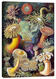 Tableau sur toile  Actiniae, Formes artistiques de la nature, planche n° 49 - Ernst Haeckel