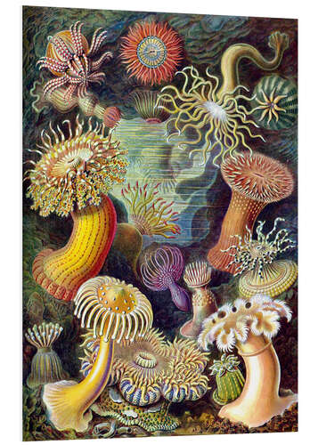 Foam board print Sea Anemones, Actiniae (Art Forms in Nature, 1899)