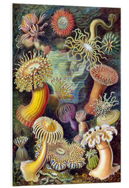 Foam board print  Sea Anemones, Actiniae (Art Forms in Nature, 1899) - Ernst Haeckel