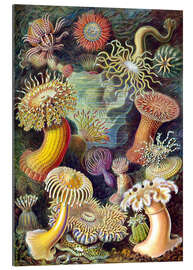 Galleriprint Sjøanemoner, Actiniae (Naturens kunstformer, 1899)