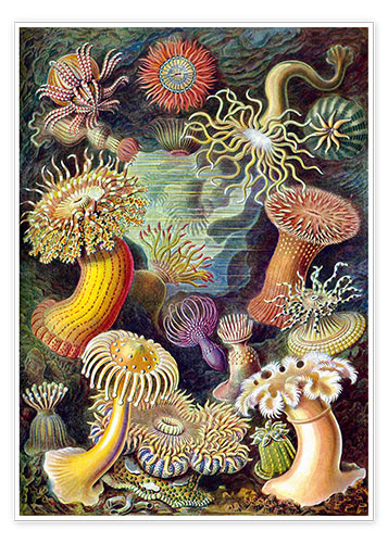 Poster Sea Anemones, Actiniae (Art Forms in Nature, 1899)
