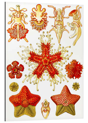 Aluminiumtavla Sjöstjärnor, Asteridea (Naturens konstformer, 1899)