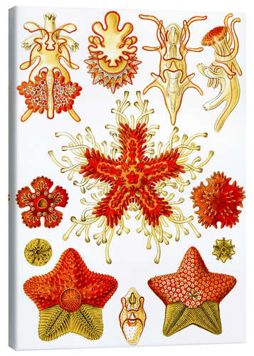 Canvas print Starfish, Asteridea (Art Forms in Nature, 1899)