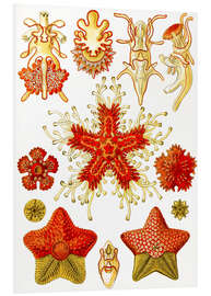 Foam board print Starfish, Asteridea (Art Forms in Nature, 1899)