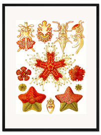 Gerahmter Kunstdruck Seesterne, Asteridea (Kunstformen der Natur, 1899)