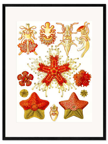 Kehystetty taidepainatus Meritähdet, Asteridea (Art Forms in Nature, 1899)
