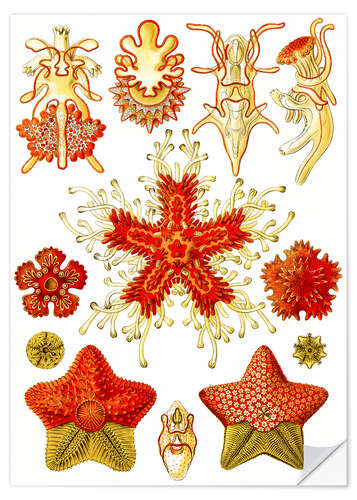 Wall sticker Starfish, Asteridea (Art Forms in Nature, 1899)