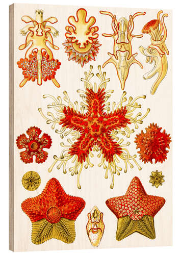 Holzbild Seesterne, Asteridea (Kunstformen der Natur, 1899)