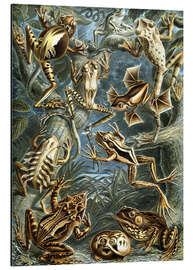 Magnettafel Batrachia (Kunstformen der Natur, 1899)