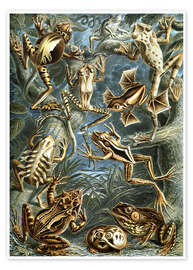 Tableau  Batrachia, Formes artistiques de la nature, planche n° 68 - Ernst Haeckel
