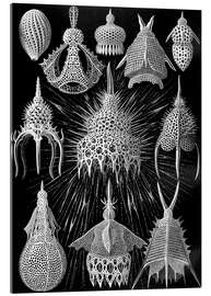 Tableau en verre acrylique Cyrtoidea, (Formes artistiques de la nature, 1899)