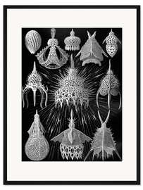 Gerahmter Kunstdruck Flaschenstrahlinge, Cyrtoidea (Kunstformen der Natur, 1899)