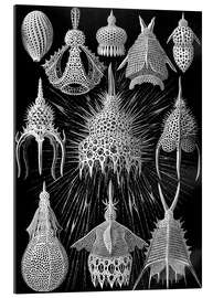 Gallery print Cyrtoidea (Art Forms in Nature, 1899)