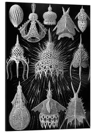 Magnettafel Flaschenstrahlinge, Cyrtoidea (Kunstformen der Natur, 1899)