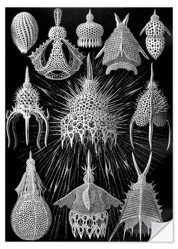 Wandsticker Flaschenstrahlinge, Cyrtoidea (Kunstformen der Natur, 1899)