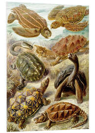 Foam board print Turtles, Chelonia (Art Forms in Nature, 1899)