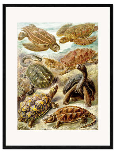 Plakat artystyczny premium w ramie Żółwie, Chelonia (Kunstformen der Natur, 1899)