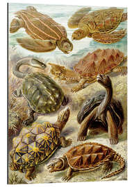 Magnettafel Schildkröten, Chelonia (Kunstformen der Natur, 1899)