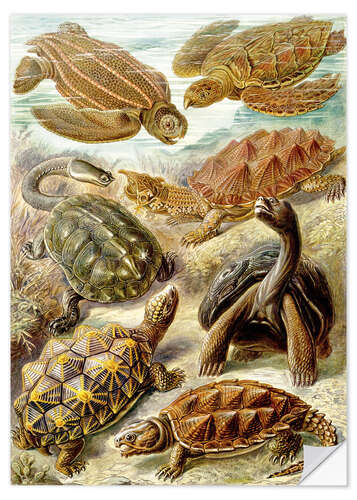 Wall sticker Turtles, Chelonia (Art Forms in Nature, 1899)