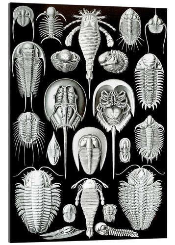 Cuadro de metacrilato Trilobites y cangrejos herradura, Aspidonia (Obras de arte de la naturaleza, 1899)