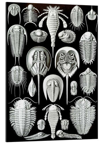 Quadro em alumínio Trilubita e Limulidae, Aspidonia (Formas de arte da natureza, 1899)