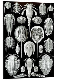 Tableau en aluminium Trilobites et Limulidés, Aspidonia (Formes artistiques de la nature, 1899)