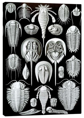 Canvas-taulu Trilobiitit ja Molukkirapu, Aspidonia (Art Forms in Nature, 1899)