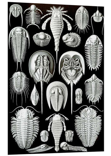 Foam board print Trilobites and Horseshoe Crabs, Aspidonia (Art Forms in Nature, 1899)