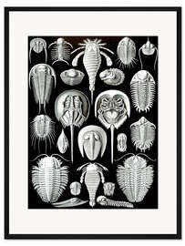 Gerahmter Kunstdruck Schildtiere, Aspidonia (Kunstformen der Natur, 1899)