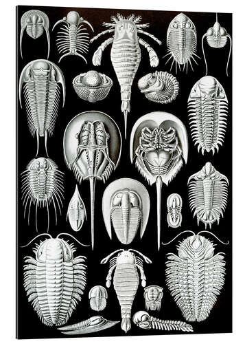 Gallery print Trilobites and Horseshoe Crabs, Aspidonia (Art Forms in Nature, 1899)