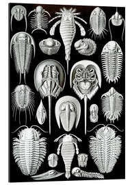 Quadro em plexi-alumínio Trilubita e Limulidae, Aspidonia (Formas de arte da natureza, 1899)