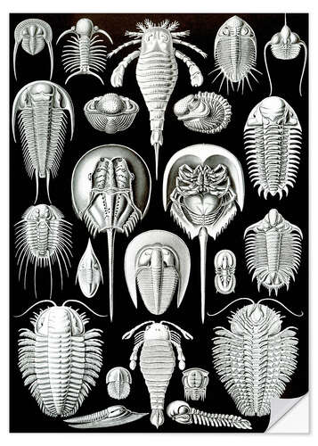 Wandsticker Schildtiere, Aspidonia (Kunstformen der Natur, 1899)