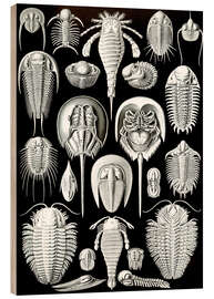 Wood print Trilobites and Horseshoe Crabs, Aspidonia (Art Forms in Nature, 1899)