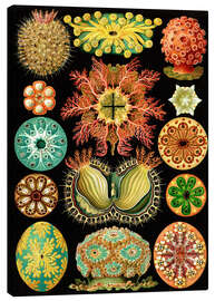 Canvas print Ascidians, Ascidiae (Art Forms in Nature, 1899) - Ernst Haeckel