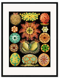 Framed art print Ascidians, Ascidiae (Art Forms in Nature, 1899)