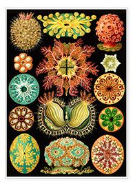 Póster  Ascidiáceos, Ascidiae (Obras de arte de la Naturaleza, 1899) - Ernst Haeckel
